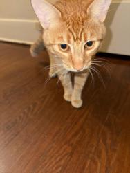 Found/Stray Male Cat last seen Parking lot of White Memorial hosp, Montebello, Montebello, CA 90640