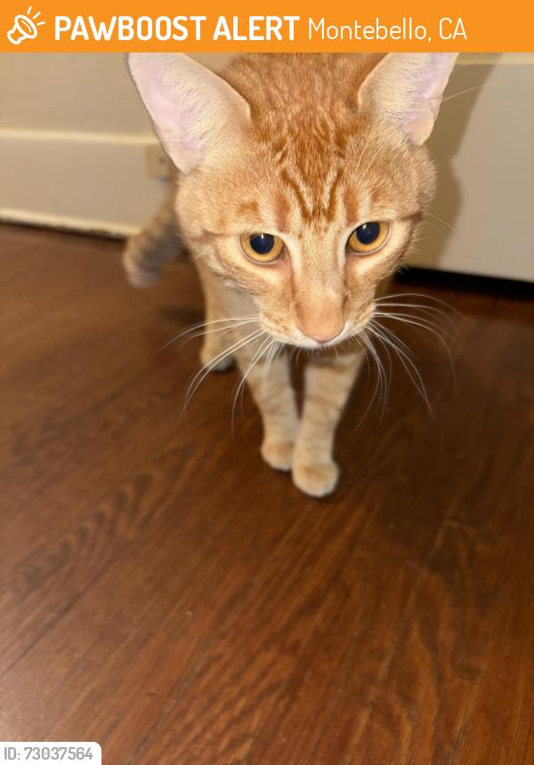 Found/Stray Male Cat last seen Parking lot of White Memorial hosp, Montebello, Montebello, CA 90640