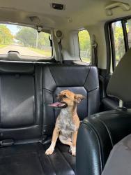 Found/Stray Male Dog last seen SW 184 ST and 197 Ave, Miami-Dade County, FL 33187