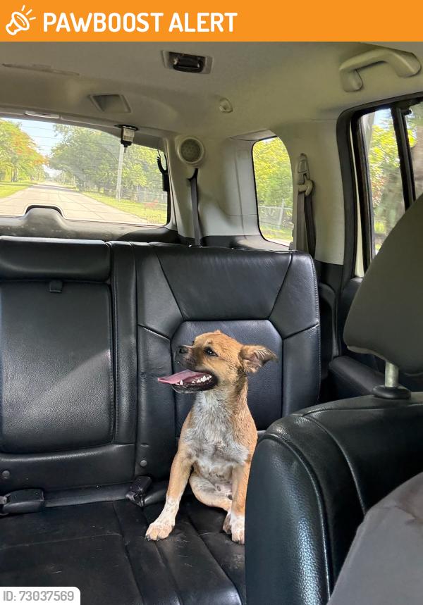Found/Stray Male Dog last seen SW 184 ST and 197 Ave, Miami-Dade County, FL 33187