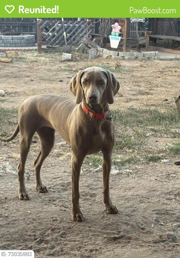Reunited Female Dog last seen East Main Street and Madison Avenue , El Cajon, CA 92019
