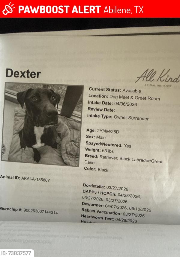 Lost Male Dog last seen Near S clack St, Abilene, TX 79605