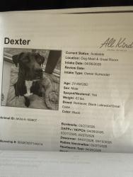 Lost Male Dog last seen Near S clack St, Abilene, TX 79605