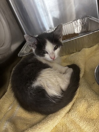 Shelter Stray Female Cat last seen Near rays road, 30083, GA, 3280 Chamblee Dunwoody Rd, Chamblee, GA 30341, USA