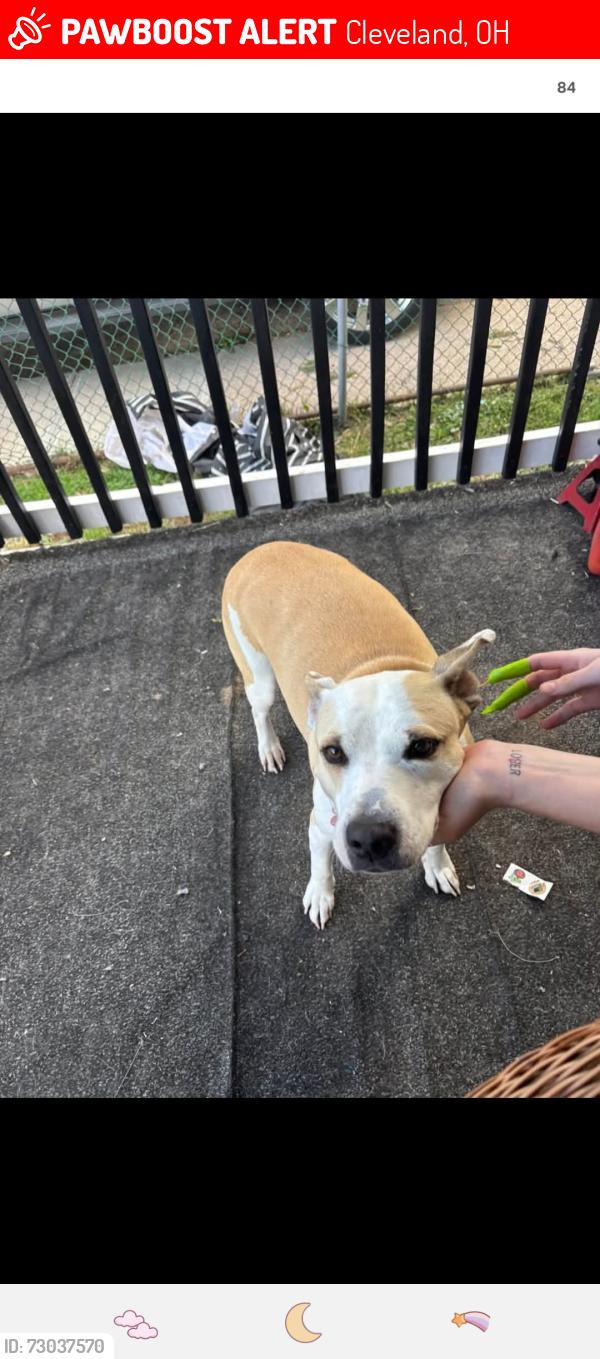 Lost Female Dog last seen Around clark and train park, she likes to go on the tracks sometimes, Cleveland, OH 44109