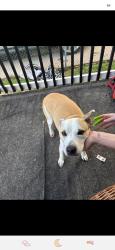 Lost Female Dog last seen Around clark and train park, she likes to go on the tracks sometimes, Cleveland, OH 44109