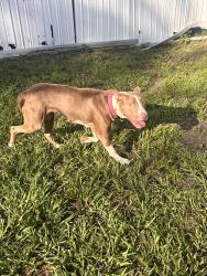 Found/Stray Female Dog last seen Deerpointe mobile home park, Jacksonville, FL 32210