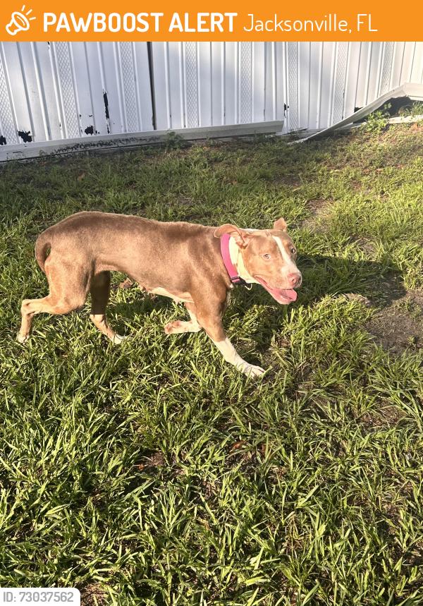 Found/Stray Female Dog last seen Deerpointe mobile home park, Jacksonville, FL 32210