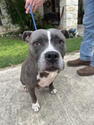Found/Stray Female Dog last seen Hooves and Paws Veterinary Clinic, Helotes, TX 78023