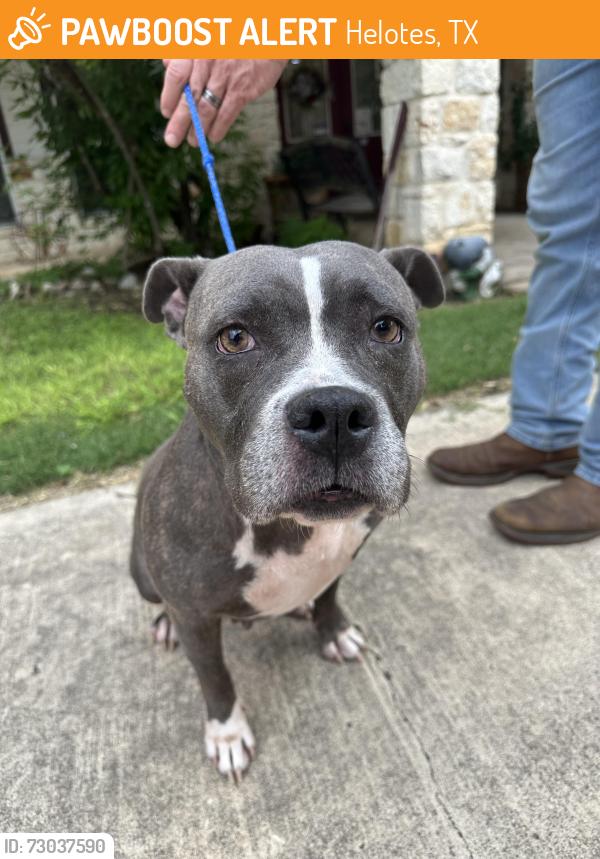 Found/Stray Female Dog last seen Hooves and Paws Veterinary Clinic, Helotes, TX 78023