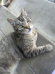 Lost Male Cat last seen 39th st and Meade Ave, San Diego, CA 92105