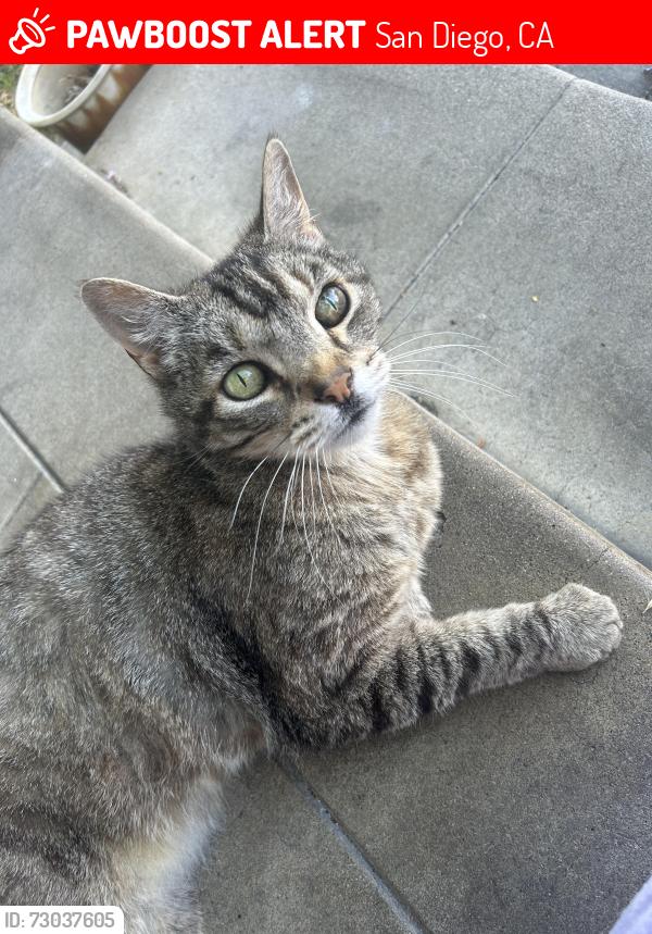 Lost Male Cat last seen 39th st and Meade Ave, San Diego, CA 92105