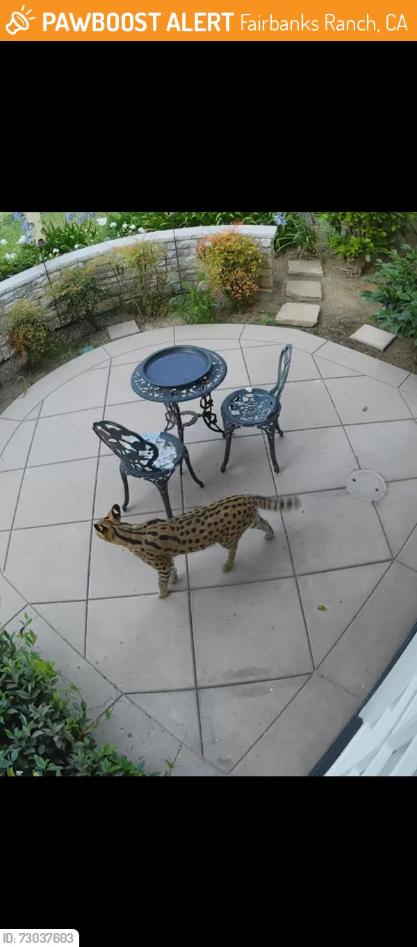 Found/Stray Unknown Other last seen Circa de Sur, Fairbanks Ranch, CA 92067