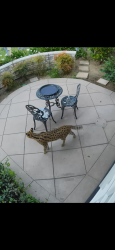 Found/Stray Unknown Other last seen Circa de Sur, Fairbanks Ranch, CA 92067