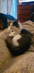Reunited Male Cat last seen Bingham Lane, Manteca, CA 95336