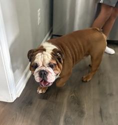 Found/Stray Male Dog last seen Shelton avenue, troutman, nc, Statesville, NC 28677