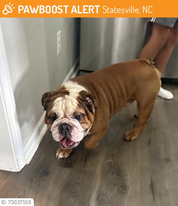 Found/Stray Male Dog last seen Shelton avenue, troutman, nc, Statesville, NC 28677