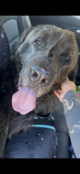 Found/Stray Male Dog last seen East lyndale Ave and north Mississippi regional park, Minneapolis, MN 55412