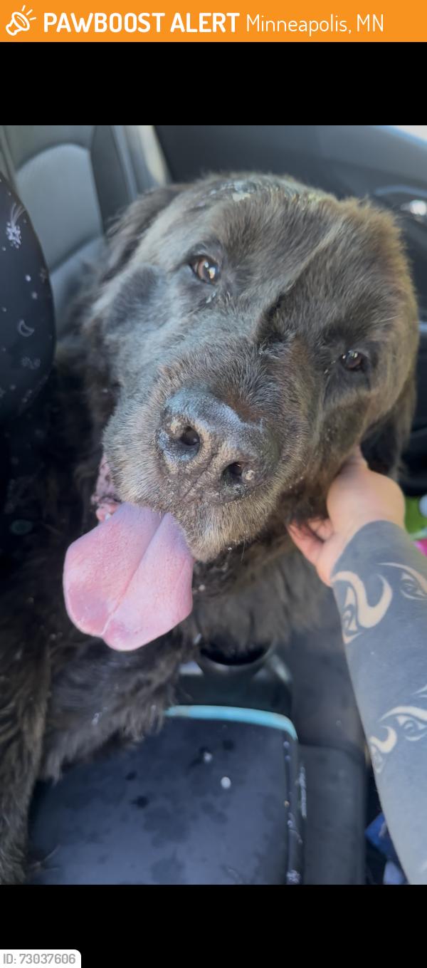 Found/Stray Male Dog last seen East lyndale Ave and north Mississippi regional park, Minneapolis, MN 55412