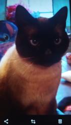 Lost Male Cat last seen Trailer park, Derry, NH 03038