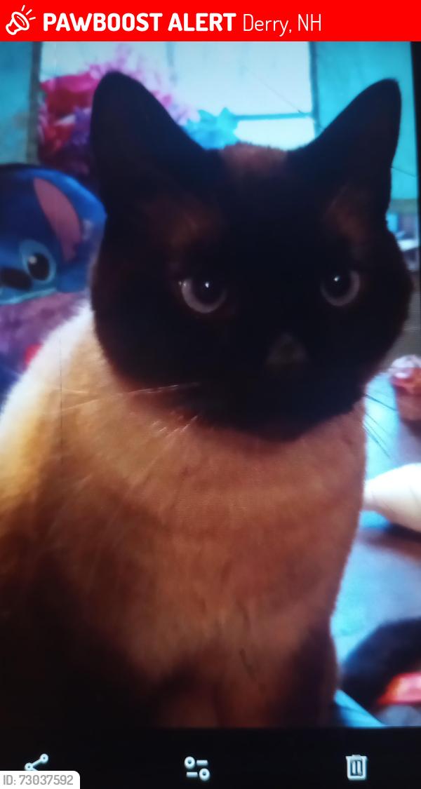 Lost Male Cat last seen Trailer park, Derry, NH 03038