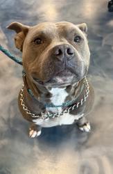 Shelter Stray Male Dog last seen Near W Montcalm, PONTIAC, MI, 48341, 1200 N Telegraph Building 42E, Pontiac, MI 48340, USA