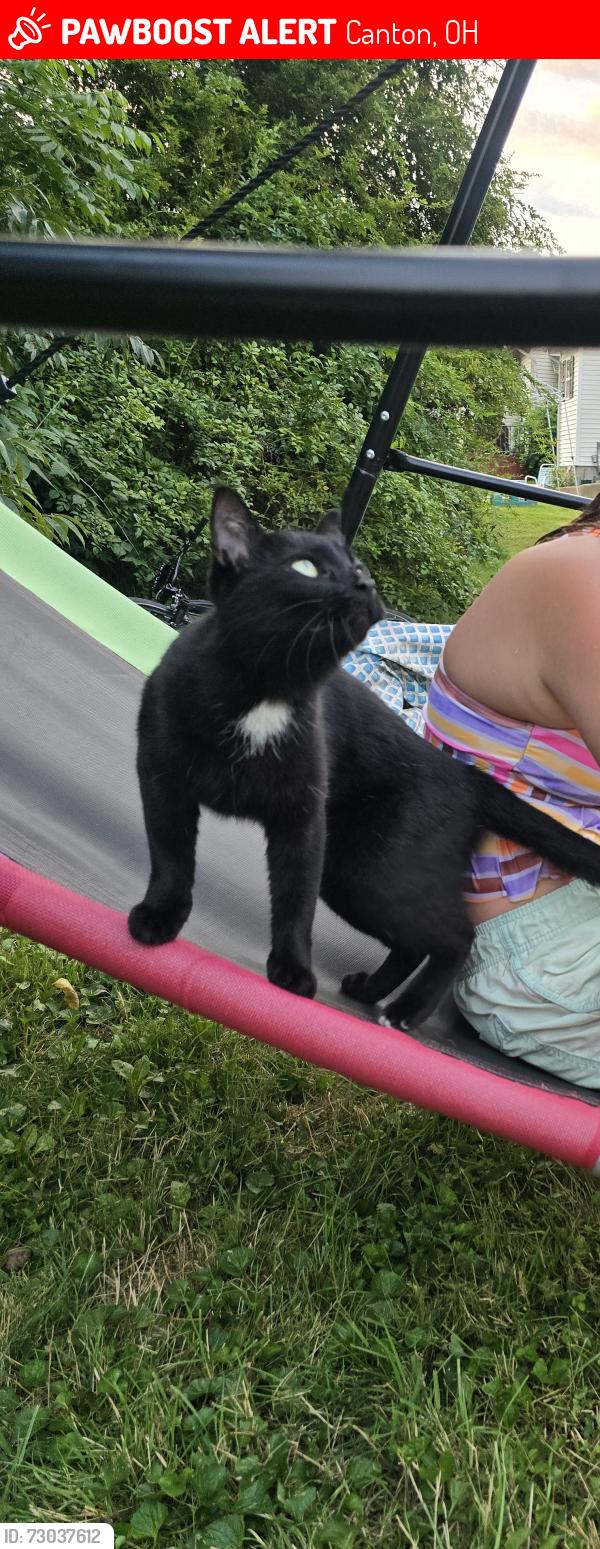 Lost Female Cat last seen Canton south highschool, Canton, OH 44707