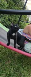 Lost Female Cat last seen Canton south highschool, Canton, OH 44707