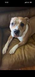 Lost Female Dog last seen West davis and tarleton, Burlington, NC 27215