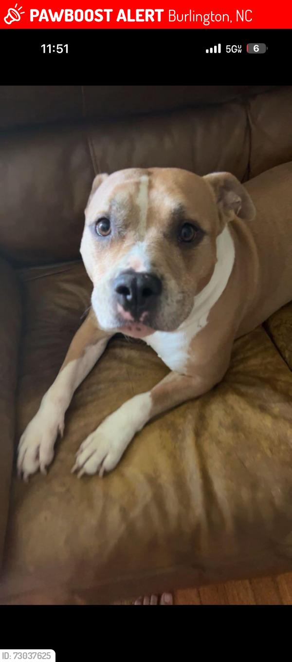 Lost Female Dog last seen West davis and tarleton, Burlington, NC 27215