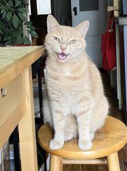 Lost Male Cat last seen “Hellbender” restaurant , Queens, NY 11385