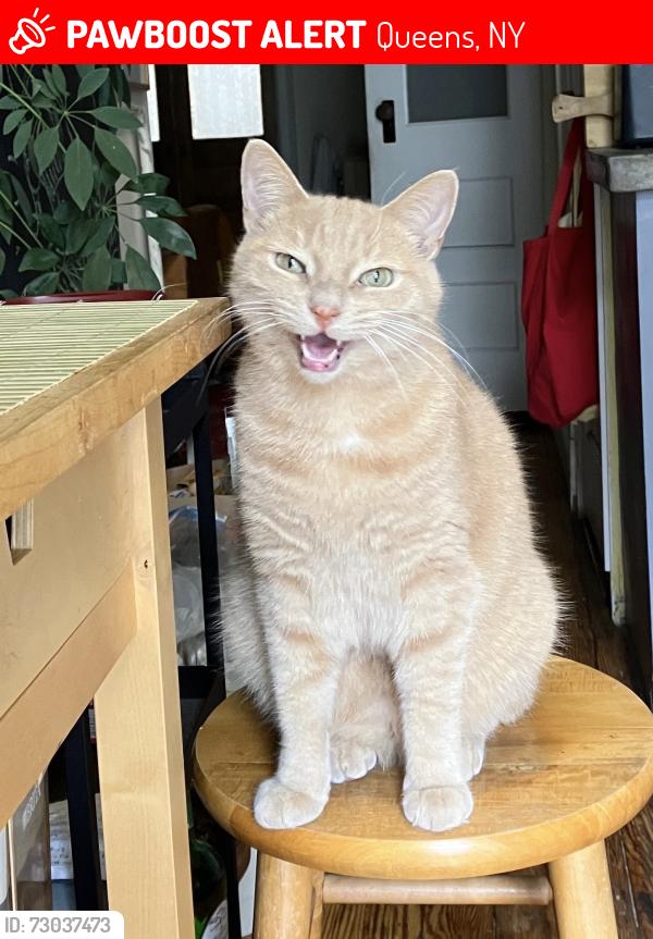 Lost Male Cat last seen “Hellbender” restaurant , Queens, NY 11385