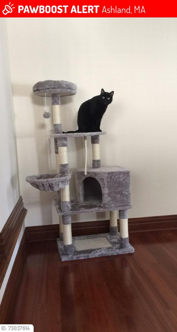 Lost Male Cat last seen Pennock Rd, Ashland, MA 01721