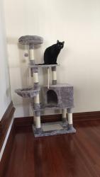 Lost Male Cat last seen Pennock Rd, Ashland, MA 01721