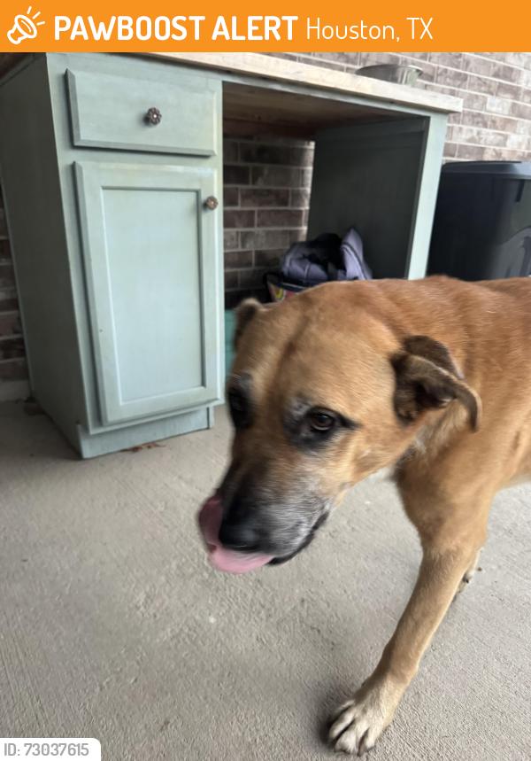 Found/Stray Male Dog last seen Hayden Lakes drive, Houston, TX 77429