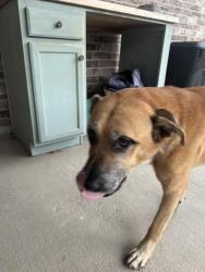 Found/Stray Male Dog last seen Hayden Lakes drive, Houston, TX 77429