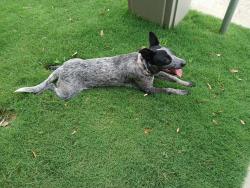 Found/Stray Female Dog last seen 6th and adams, Odessa, TX 79761