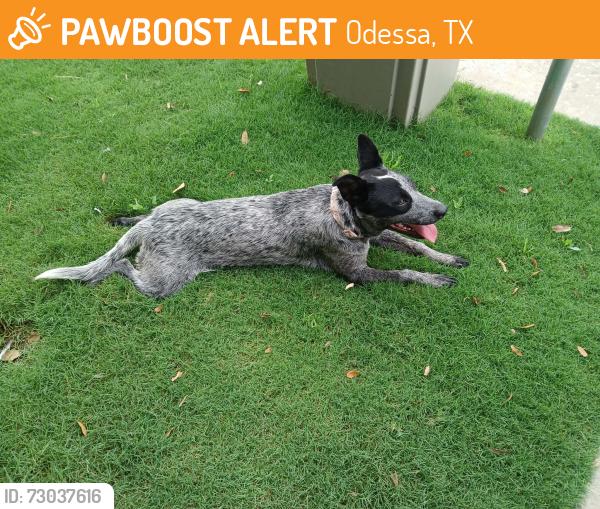 Found/Stray Female Dog last seen 6th and adams, Odessa, TX 79761