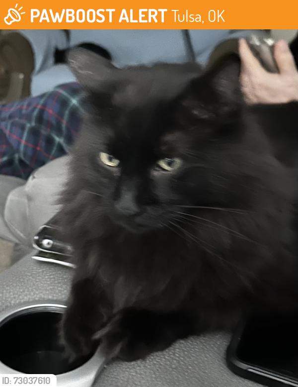 Found/Stray Male Cat last seen 58th street and Memorial ave, Tulsa, OK 74145