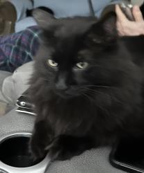 Found/Stray Male Cat last seen 58th street and Memorial ave, Tulsa, OK 74145