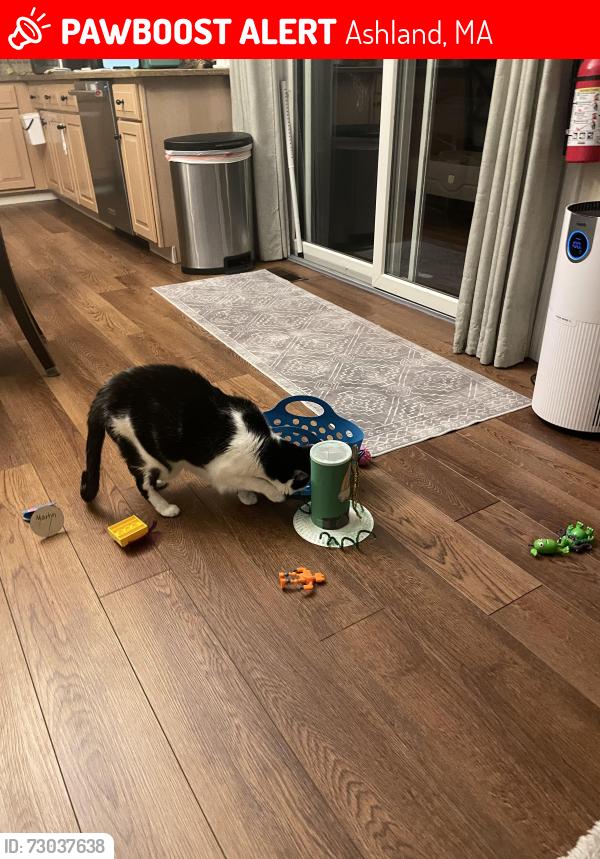 Lost Female Cat last seen Pennock Rd, Ashland, MA 01721