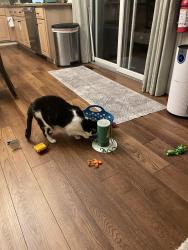 Lost Female Cat last seen Pennock Rd, Ashland, MA 01721