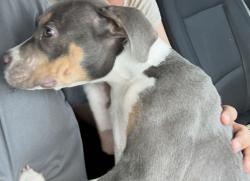 Lost Male Dog last seen Mayflower dr, Garland, TX 75043