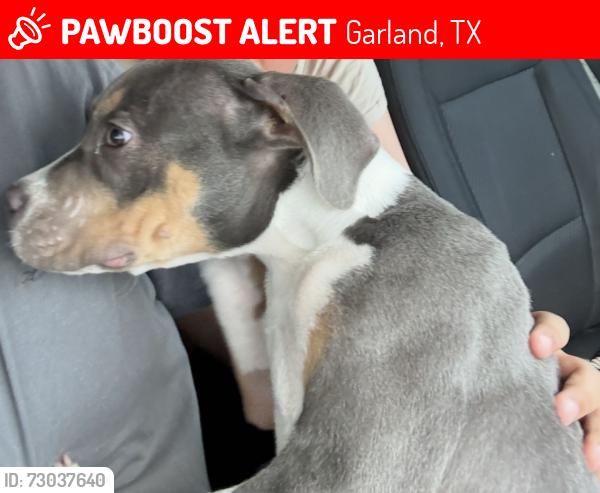 Lost Male Dog last seen Mayflower dr, Garland, TX 75043