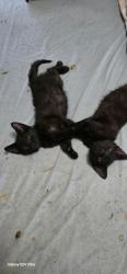 Lost Female Cat last seen Marigold rd, Rome, GA 30165