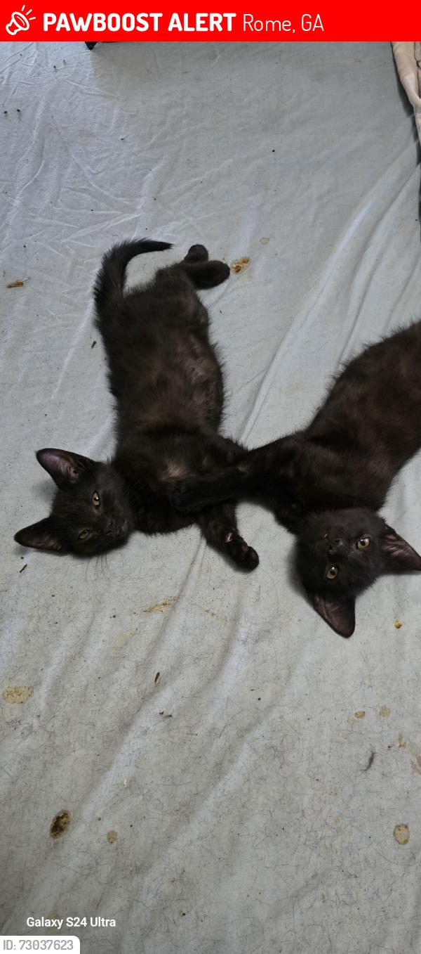 Lost Female Cat last seen Marigold rd, Rome, GA 30165