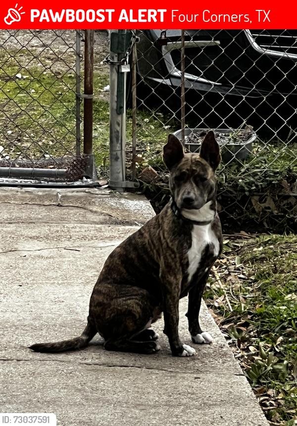 Lost Female Dog last seen Four corners recreation center , Four Corners, TX 77083