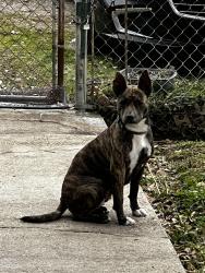 Lost Female Dog last seen Four corners recreation center , Four Corners, TX 77083