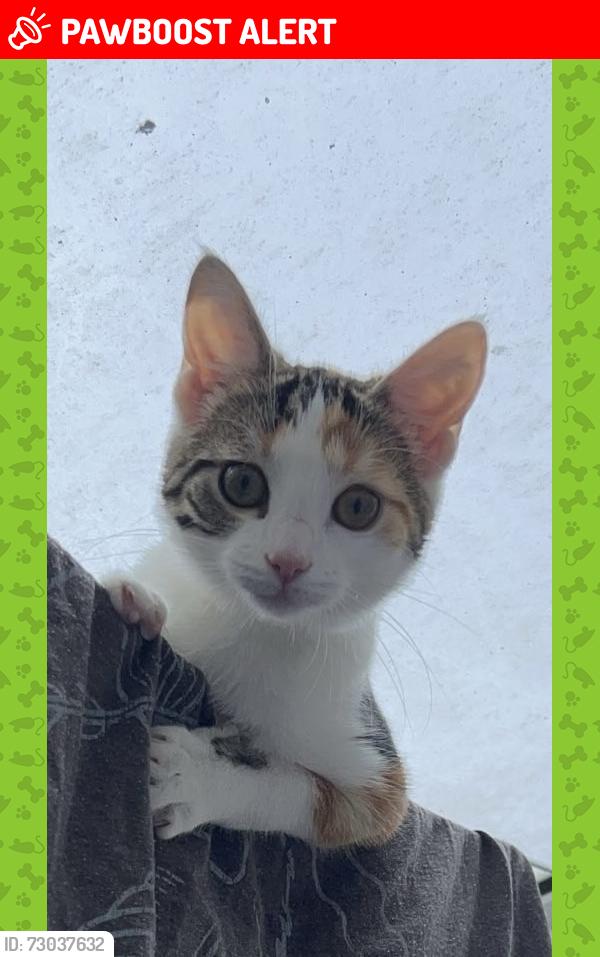 Lost Female Cat last seen North Tawton Greenacre close, North Tawton, England EX20