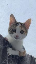 Lost Female Cat last seen North Tawton Greenacre close, North Tawton, England EX20